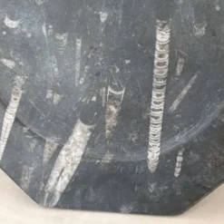 Assiette décorative en marbre fossilisé orthoceras