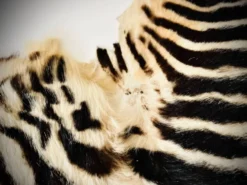 Authentic vintage zebra skin