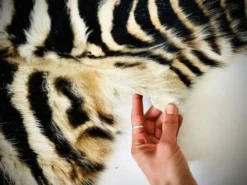 Authentic vintage zebra skin