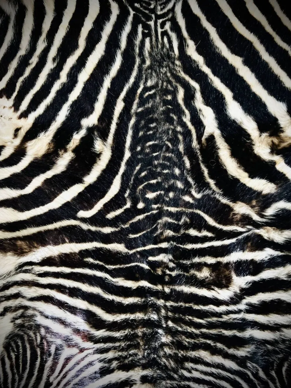 Authentic vintage zebra skin