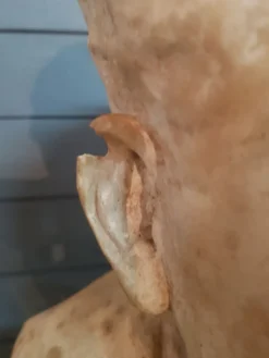 Buste homme ancien