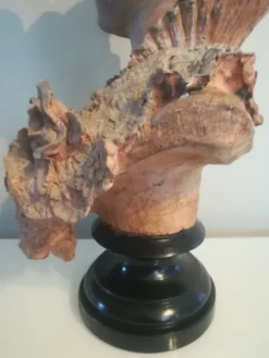 Buste signé D. Van Den Bossche en terre cuite