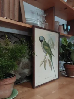 Cadre ancien ornithologique