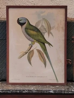 Cadre ancien ornithologique