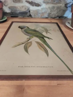 Cadre ancien ornithologique