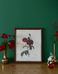 Cadre ancien rose rouge Redouté