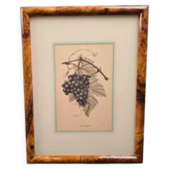 Cadre botanique Vitis Vinifera – Créastyl France