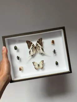 Cadre entomologie Deyrolle