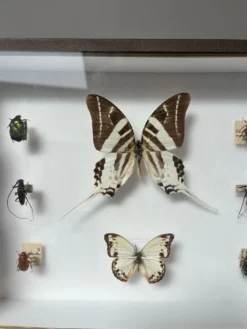 Cadre entomologie Deyrolle