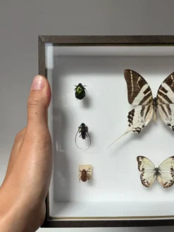 Cadre entomologie Deyrolle