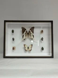 Cadre entomologie Deyrolle