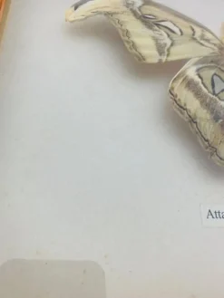 Cadre papillon naturalisé Attacus Atlas, vintage