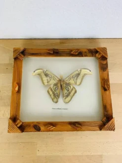 Cadre papillon naturalisé Attacus Atlas, vintage