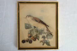 3 cadres oiseaux lithographies anciennes