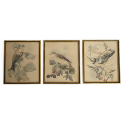 3 cadres oiseaux lithographies anciennes
