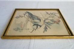 3 cadres oiseaux lithographies anciennes