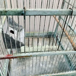 Cage à oiseaux en métal patiné vert
