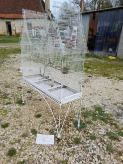 Cage à Oiseaux Fer 1900