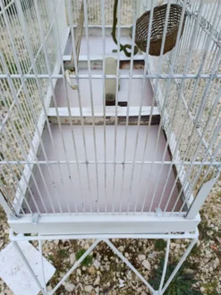 Cage à Oiseaux Fer 1900