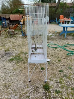 Cage à Oiseaux Fer 1900