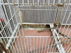 Cage à Oiseaux Fer 1900