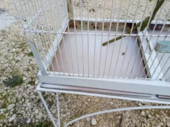 Cage à Oiseaux Fer 1900