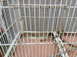 Cage à Oiseaux Fer 1900