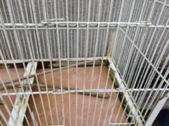 Cage à Oiseaux Fer 1900