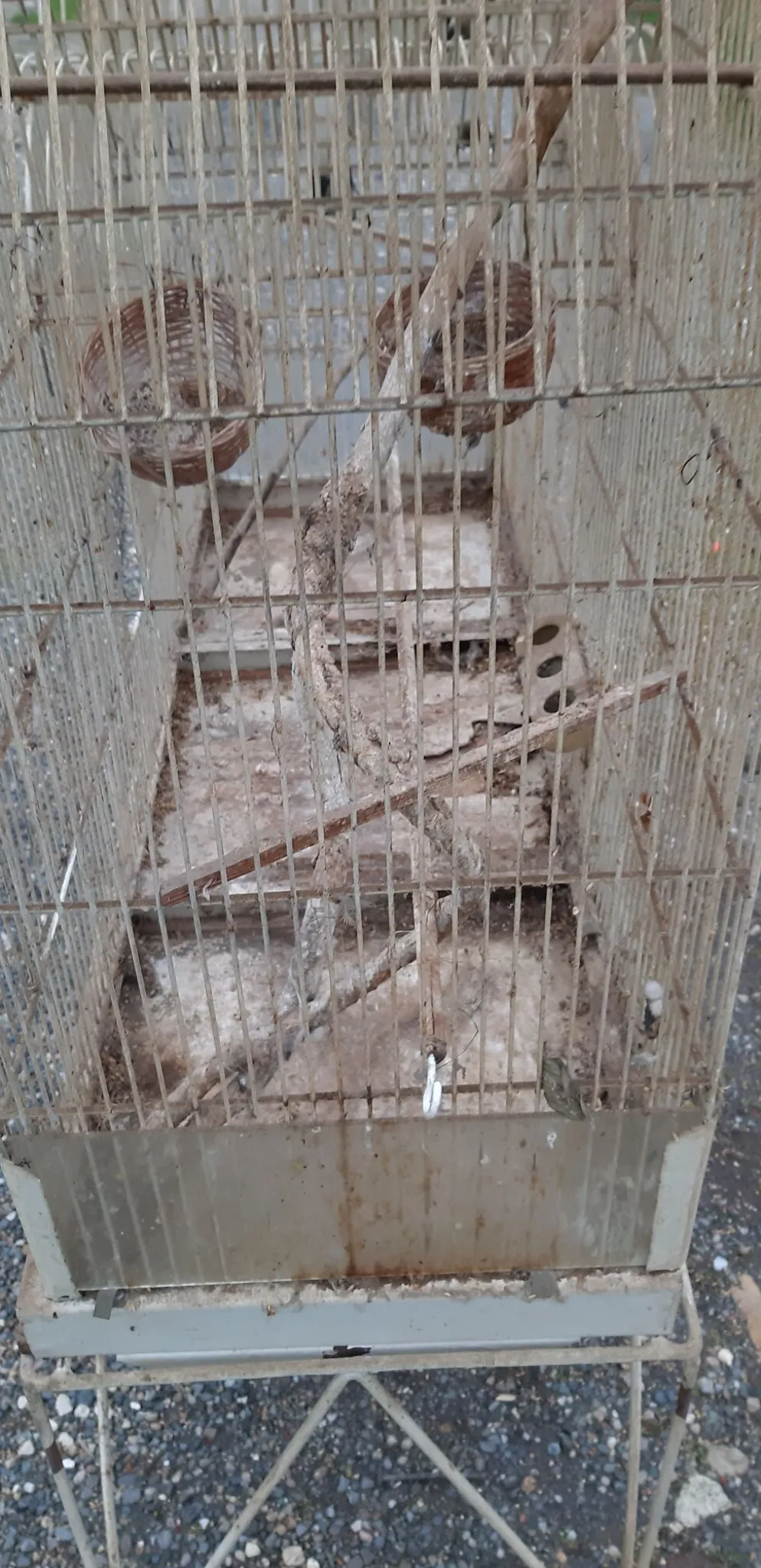 Cage à oiseaux fer 1900