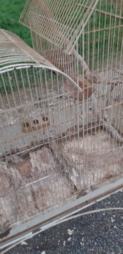 Cage à oiseaux fer 1900