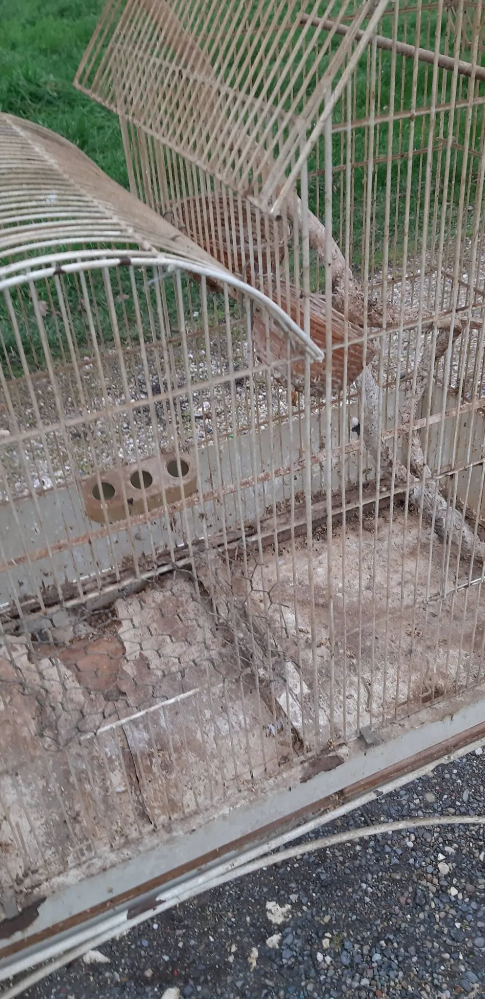 Cage à oiseaux fer 1900