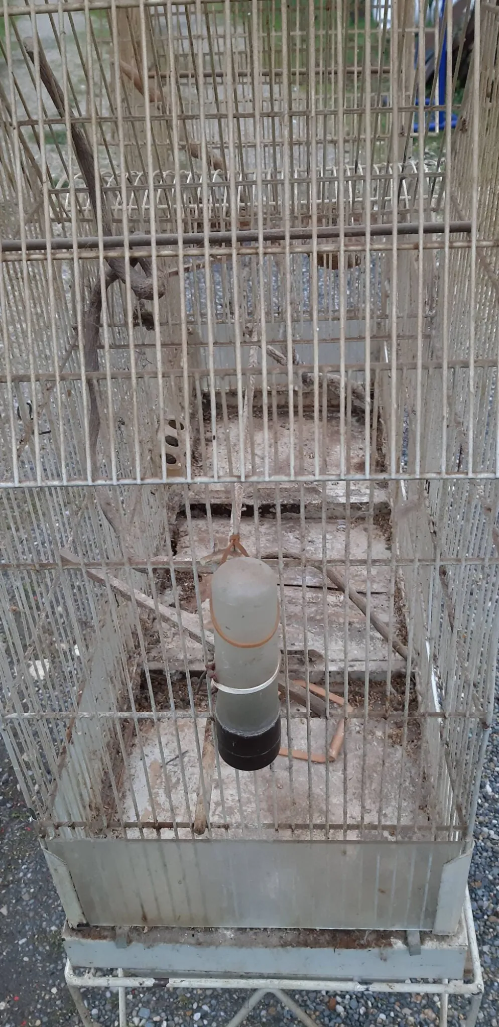 Cage à oiseaux fer 1900