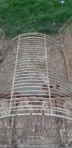 Cage à oiseaux fer 1900