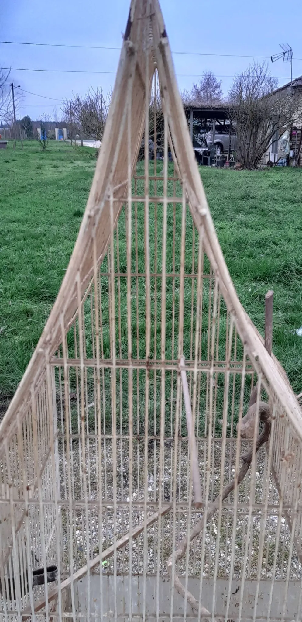 Cage à oiseaux fer 1900