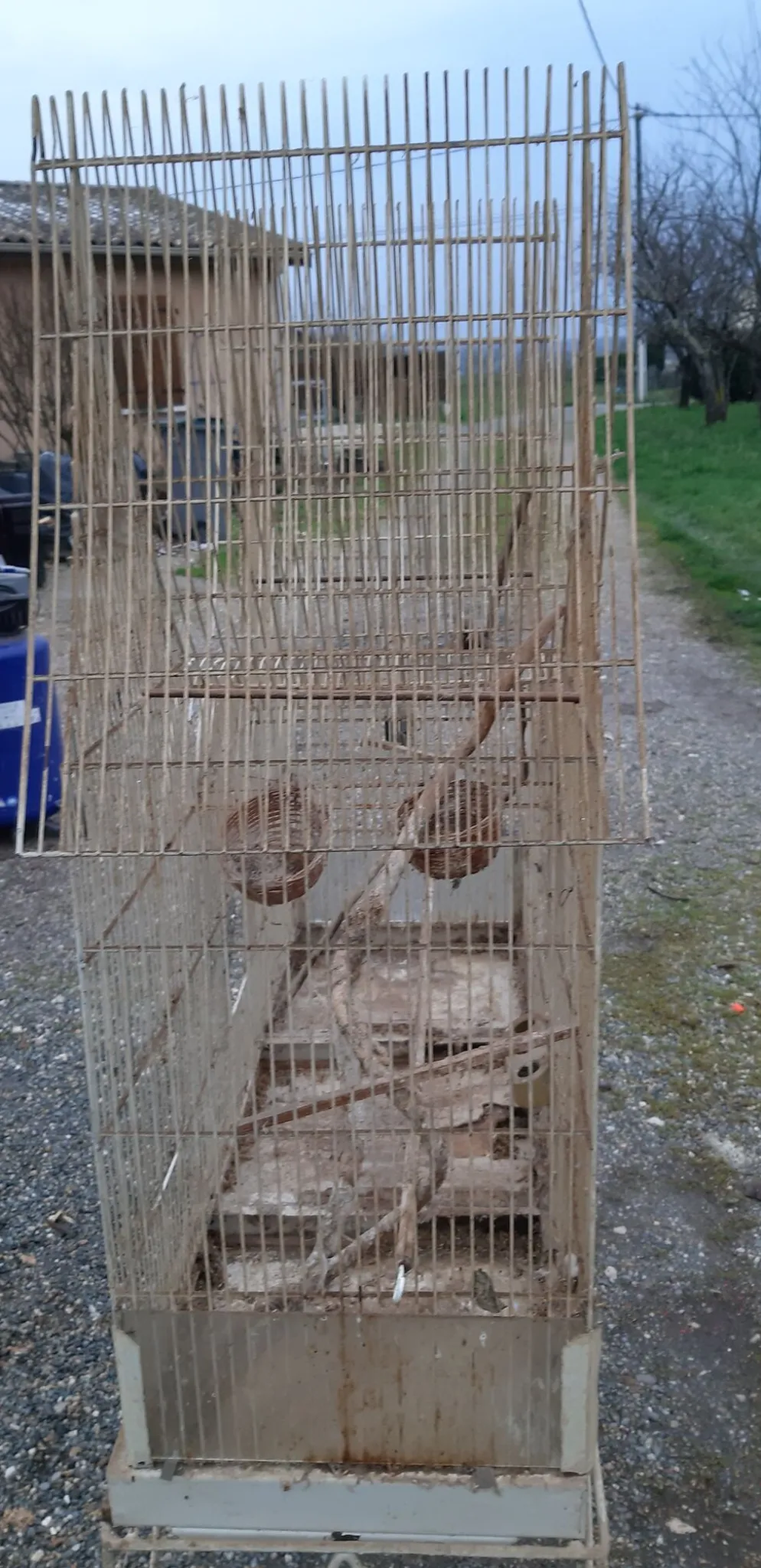 Cage à oiseaux fer 1900