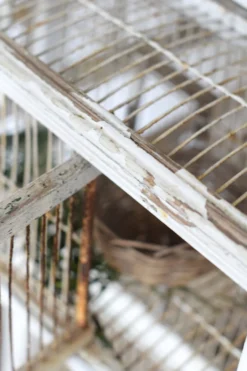 Cage à oiseau xixème
