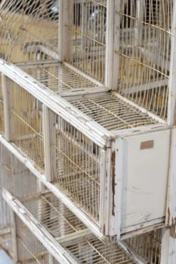 Cage à oiseau xixème