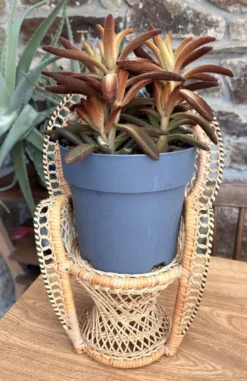 Chaise Paon Miniature Rotin Tressé — Porte-Plante Bohème Vintage — Année 70
