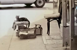 Chat & cireur – NYC 1960 Regard drôle, scène brute. Un instant de rue culte