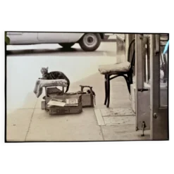 Chat & cireur – NYC 1960 Regard drôle, scène brute. Un instant de rue culte