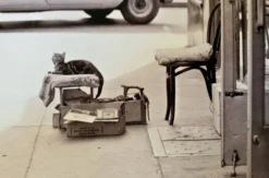 Chat & cireur – NYC 1960 Regard drôle, scène brute. Un instant de rue culte