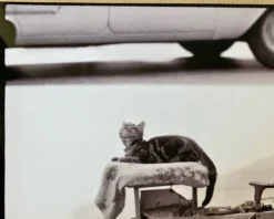 Chat & cireur – NYC 1960 Regard drôle, scène brute. Un instant de rue culte