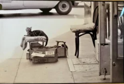 Chat & cireur – NYC 1960 Regard drôle, scène brute. Un instant de rue culte