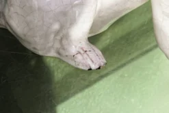 Chien, bouledogue, en terre cuite de Bavent