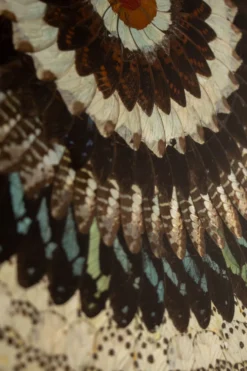 Collage en ailes de papillons xxl