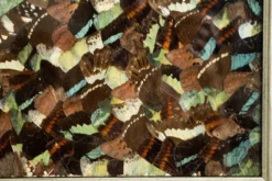 Collage en ailes de papillons xxl