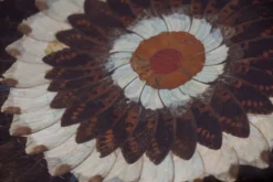 Collage en ailes de papillons xxl