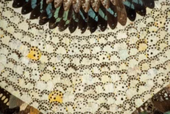 Collage en ailes de papillons xxl