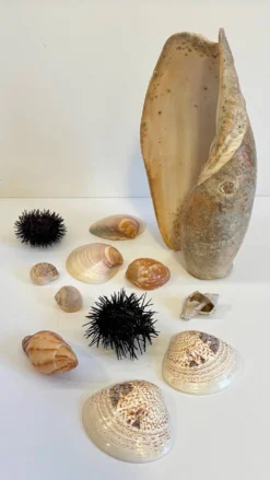 Collection de coquillages