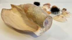 Collection de coquillages